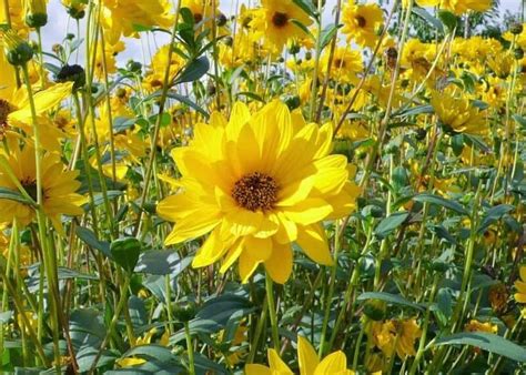 odling av jordärtskocka